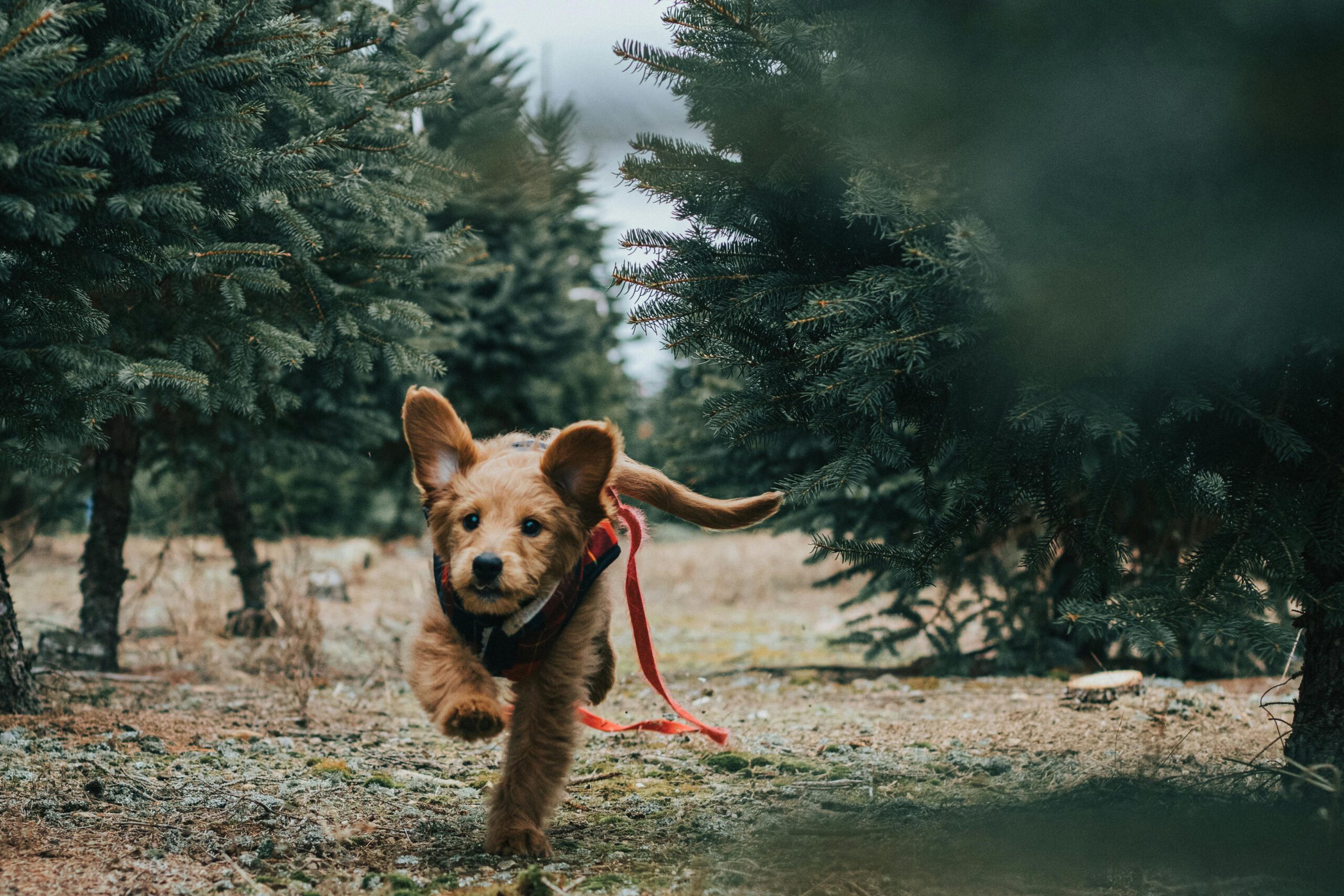Puppy Love Paradise Welcomes Ohio Mini Goldendoodles to Their Beloved Family