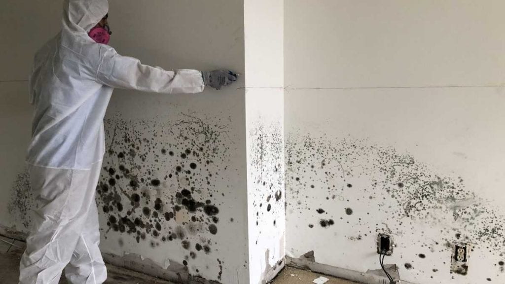Mold Removal Wilmington: Providing Comprehensive Mold Testing and Removal Services in Wilmington, NC